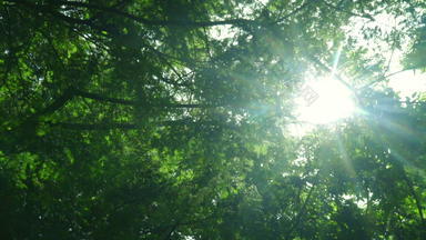 绿色树<strong>底</strong>视图绿色树叶子阳光